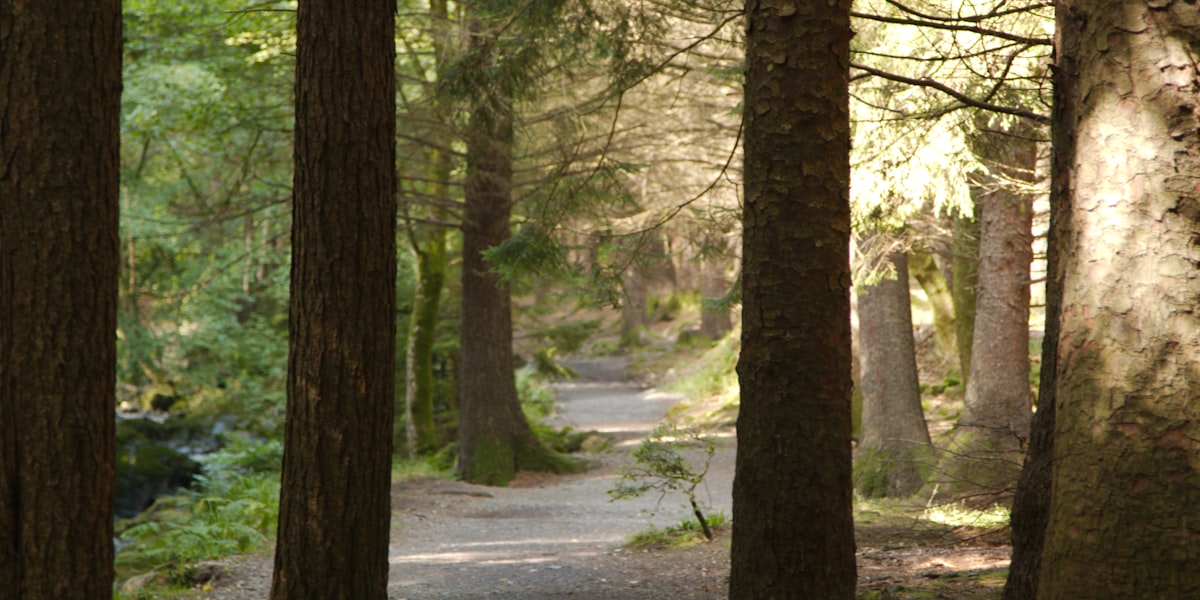 Friedwald mit Baeumen als natuerliche Grabstaetten